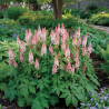 Tiarelle Pink Skyrocket