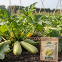 Graines de Courgette vegetable Spaghetti - Vilmorin