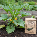 Graines de Courgette Verte noire des maraîchers - Prix malin