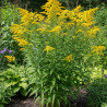 Verge d\'or Golden Dwarf, Solidago