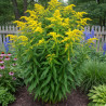 Verge d\'or Strahlenkrone, Solidago