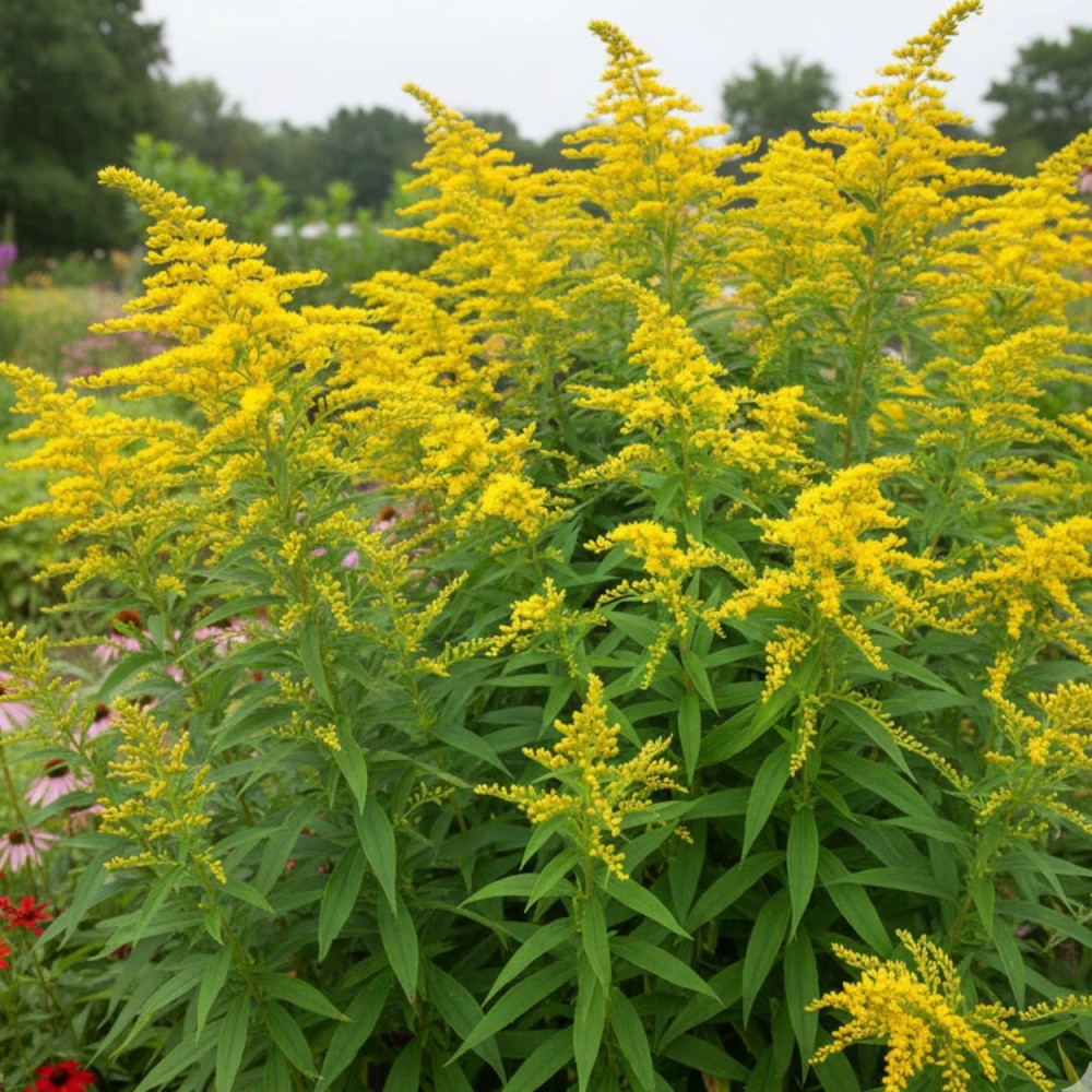 Verge d'or Strahlenkrone, Solidago