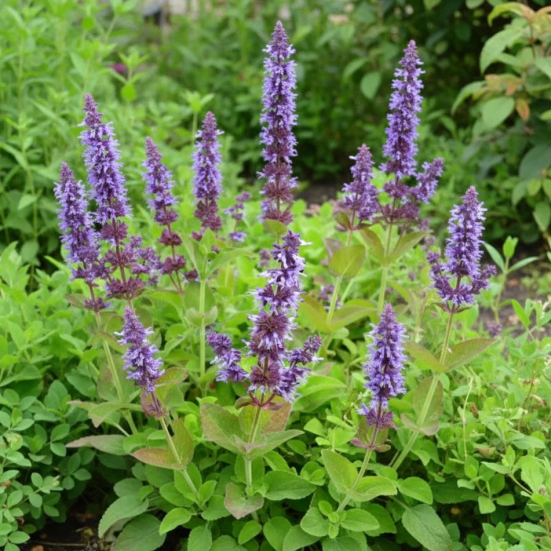 Sauge verticillée Hannay's Blue