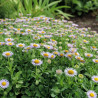 Vergerette glauque Beachboy Blue, Erigeron