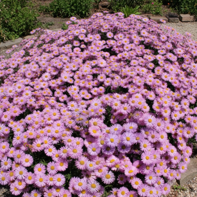 Vergerette Rosa Jewel, Erigeron