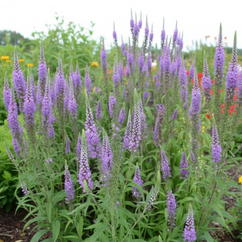 Véronique à longues feuilles Blauriesin