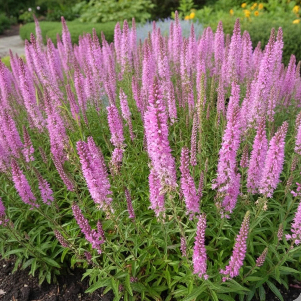 Véronique en épi spicata Barcarolle