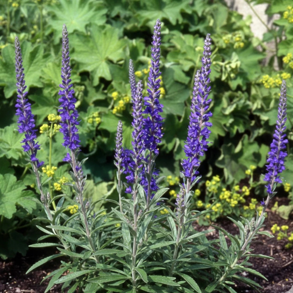 Véronique en épi spicata ssp. incana
