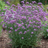 Verveine de Buenos-Aires Lollipop®