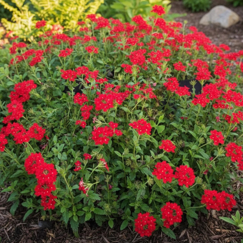 Verveine du Pérou