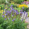 Verveine hastée Blue Spires