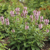 Verveine hastée Pink Spires
