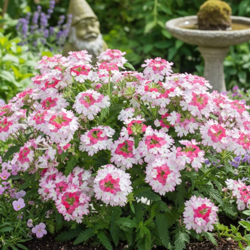 Verveine Pink Parfait
