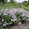 Verveine Polaris