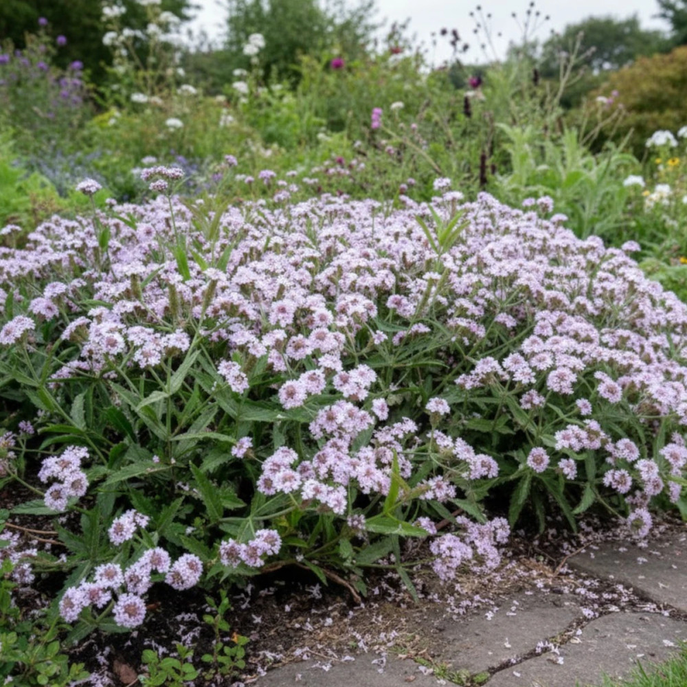 Verveine Polaris