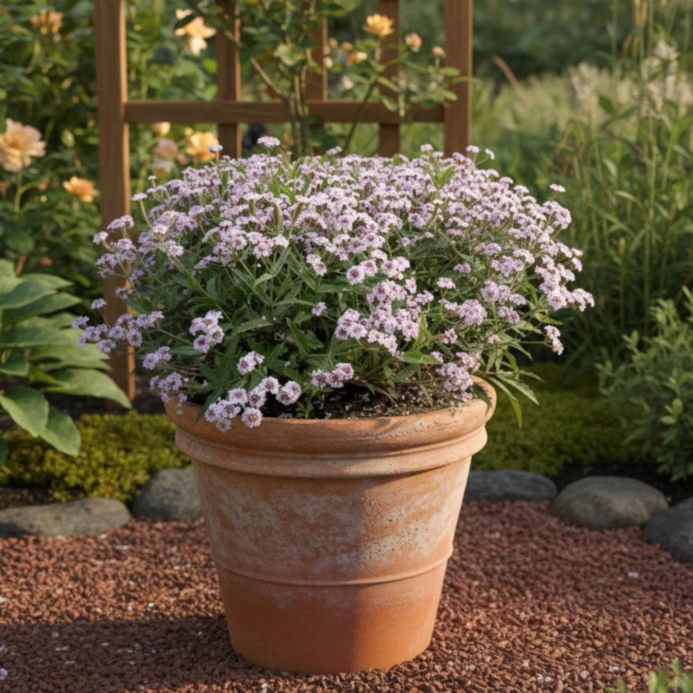 Verveine Polaris