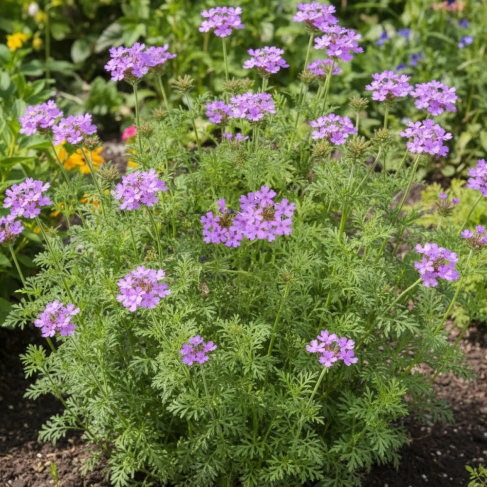 Verveine tenuisecta