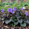 Violette du Labrador