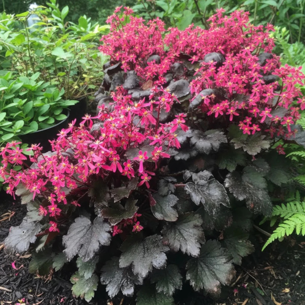 Saxifrage Black Ruby