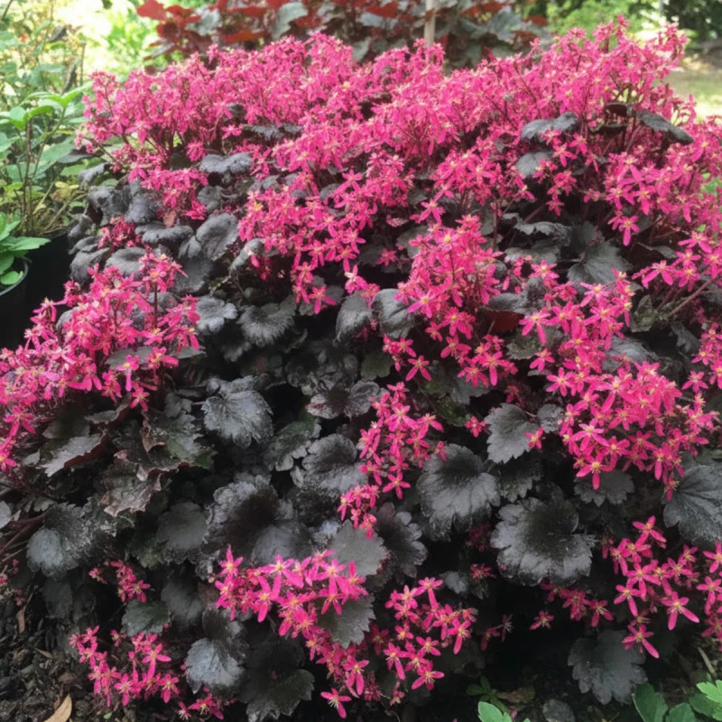Saxifrage Black Ruby