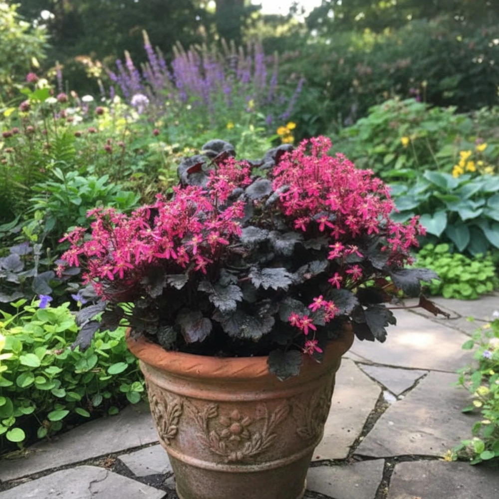 Saxifrage Black Ruby