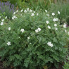 Bec de Grue chrysanthum, Erodium