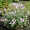 Bec de Grue Natasha, Erodium