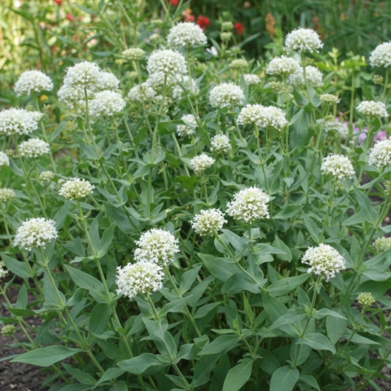 Valériane des jardins blanche