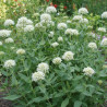 Valériane des jardins blanche