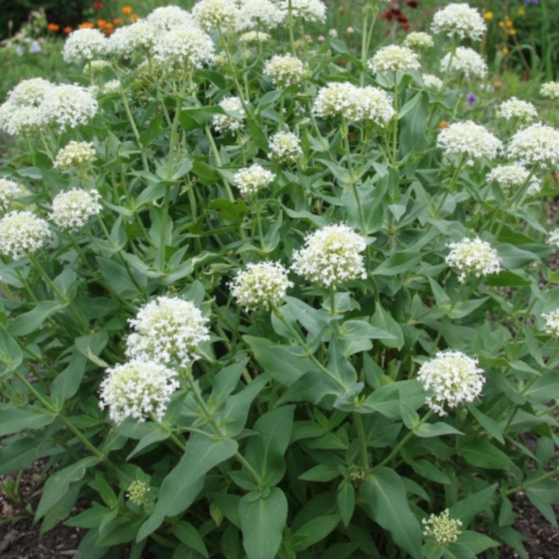 Valériane des jardins blanche