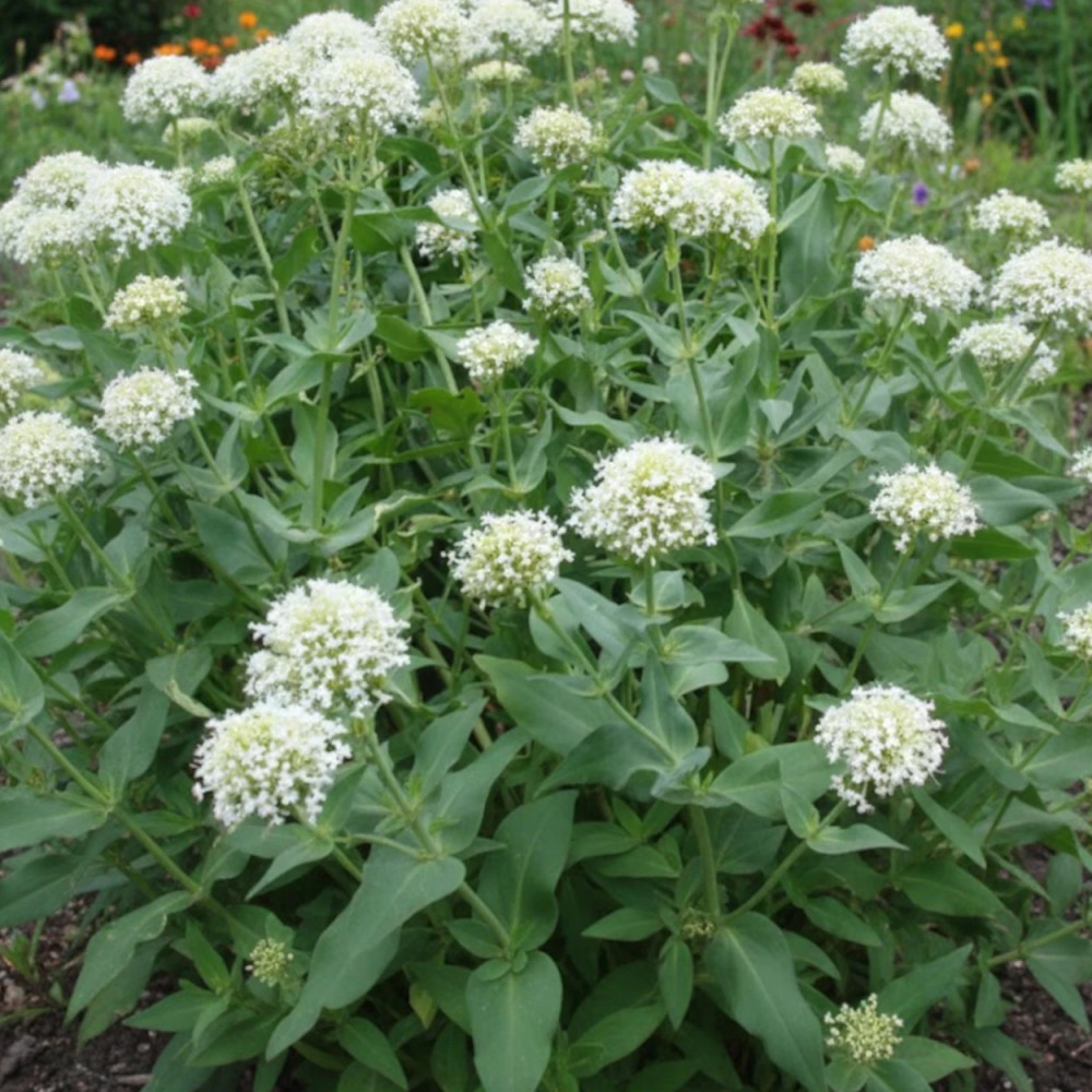 Valériane des jardins blanche