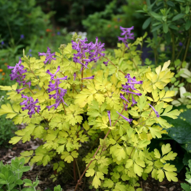 Corydalis Berry Exciting