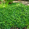 Dichondra repens
