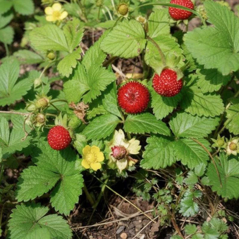 Fraisier des Indes, Faux fraisier