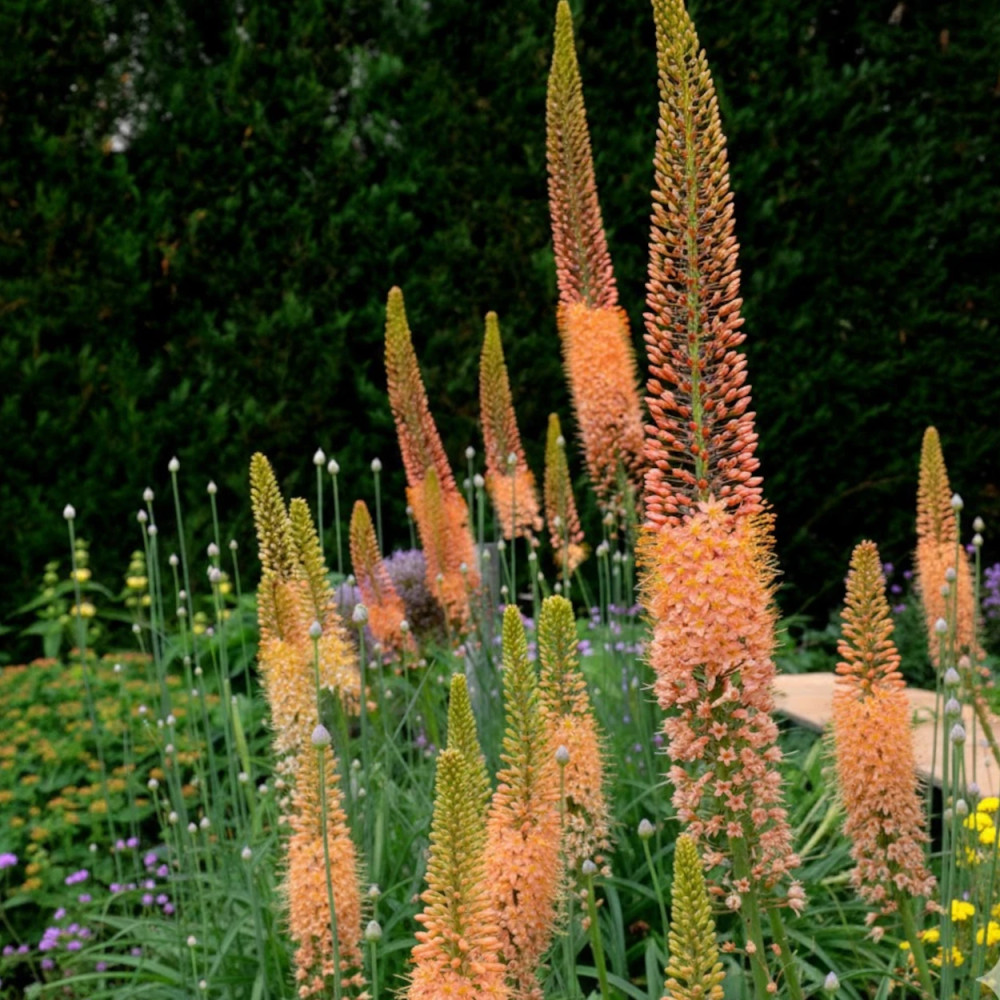 Eremurus Cleopatra Eremurus Cleopatra