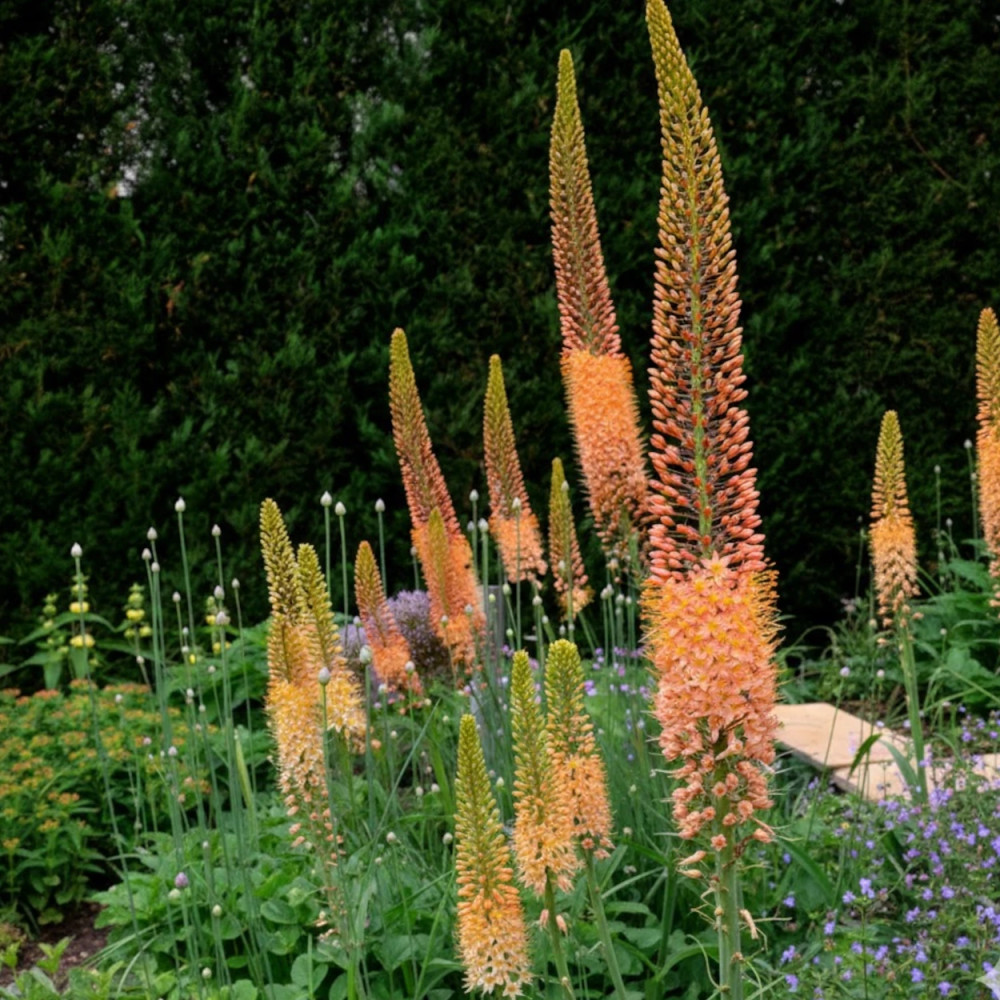 Eremurus Cleopatra Eremurus Cleopatra