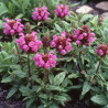 Brunelle à grandes fleurs Rubra