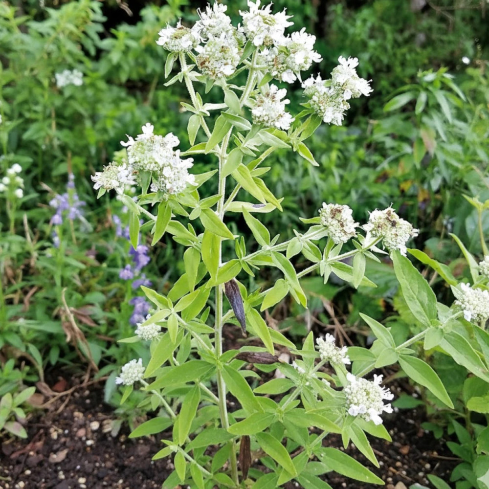 Menthe des montagnes