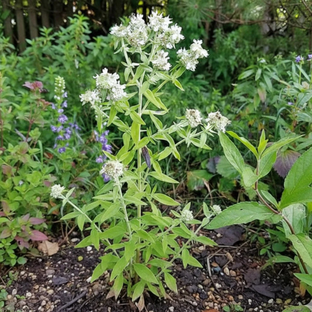 Menthe des montagnes