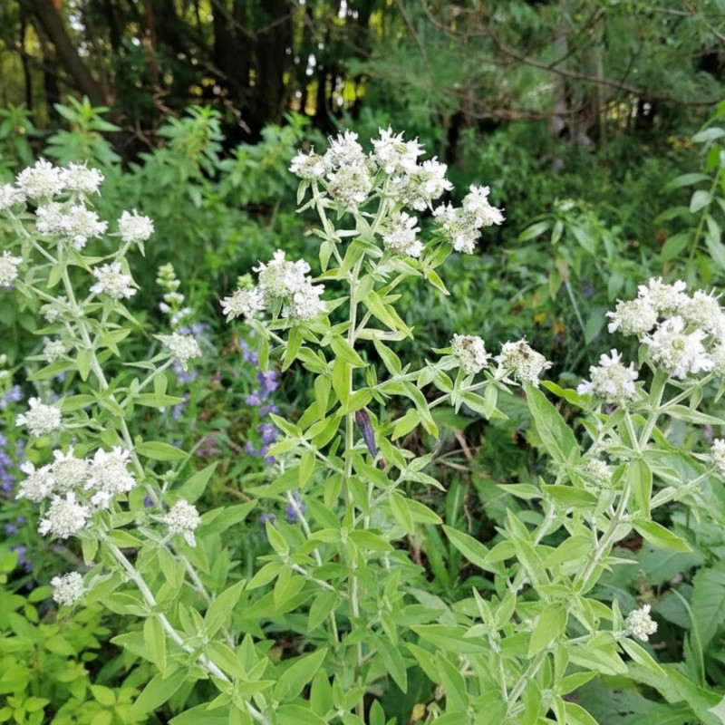 Menthe des montagnes
