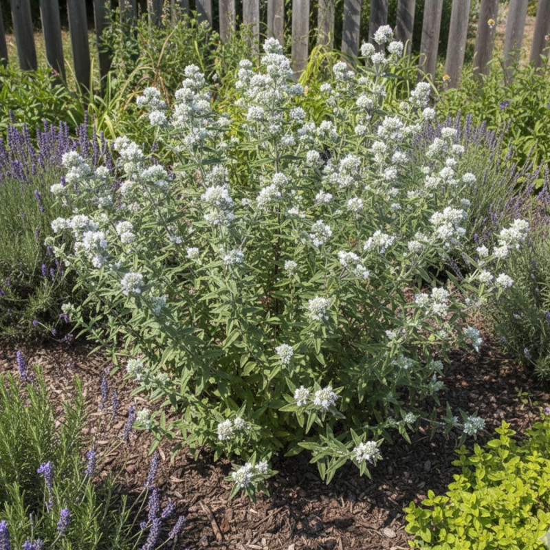 Menthe des Montagnes Velue