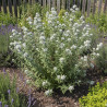 Menthe des Montagnes Velue