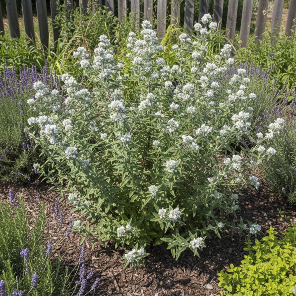 Menthe des Montagnes Velue