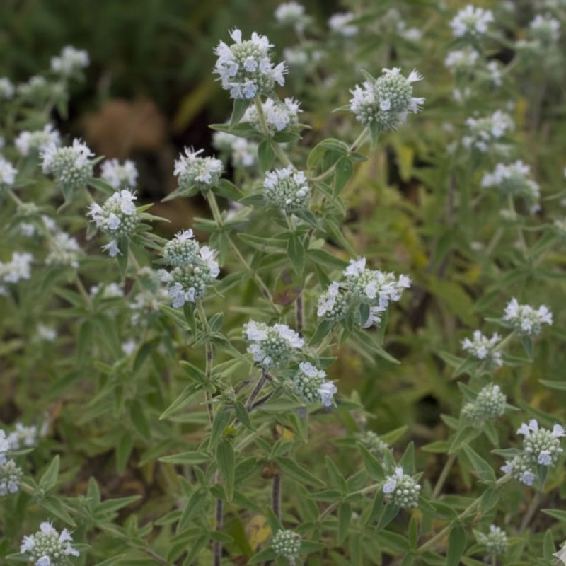 Menthe des Montagnes Velue