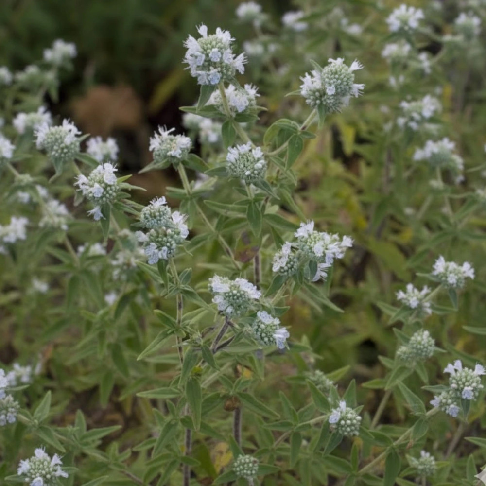 Menthe des Montagnes Velue
