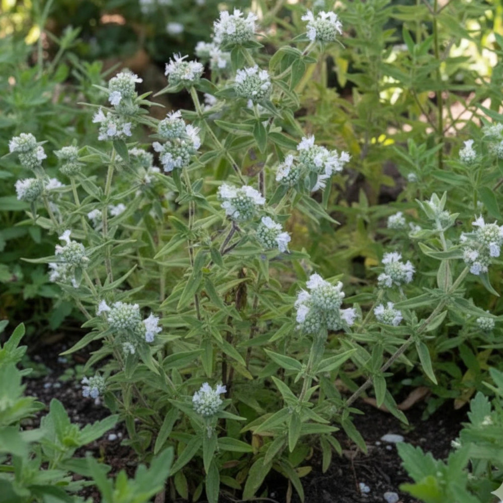 Menthe des Montagnes Velue