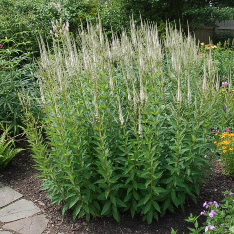 Veronicastrum de Virginie