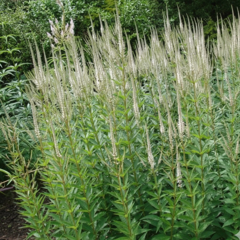 Veronicastrum de Virginie
