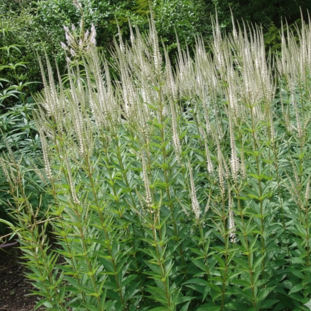 Veronicastrum de Virginie