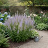 Veronicastrum de Virginie Lavendelturm